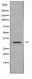 MRPL47 Antibody