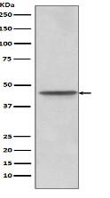 Glut 4 (R271) Antibody