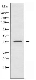 OR10Z1 Antibody