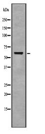 Cytochrome c Oxidase 1 Antibody