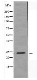 MOL1A Antibody