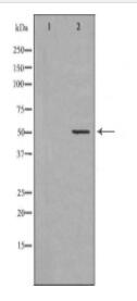 KRT7 Antibody