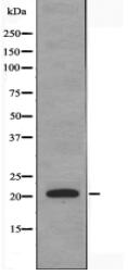 MRPL12 Antibody