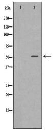 SLC16A1 Antibody