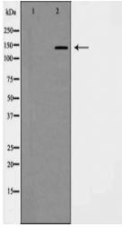 PDGFR α Antibody