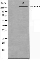 EDD Antibody