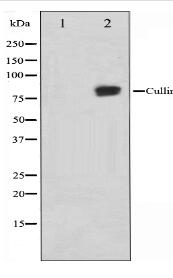 Cullin 2 Antibody