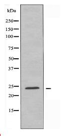 RPAB1 Antibody