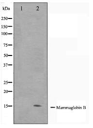 Mammaglobin B Antibody