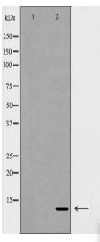 SUMO3 Antibody