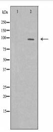 KDM1A Antibody