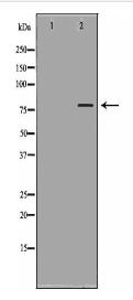 RALBP1 Antibody