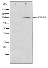 mGluR6抗体