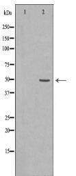 IKBKG Antibody