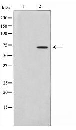 Involucrin Antibody