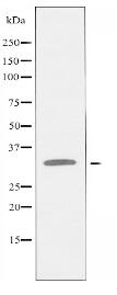 TNAP1 Antibody