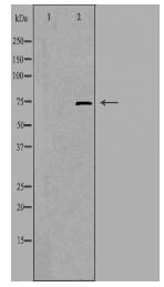 PRKCG Antibody