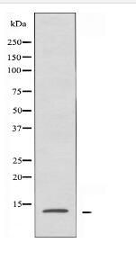 RPL34 Antibody