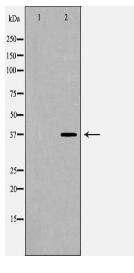 POLB Antibody