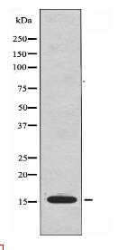 RPS12 Antibody