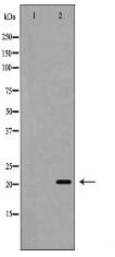EPO Antibody