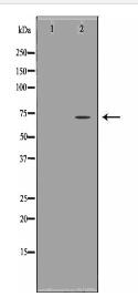 HSP70 Antibody