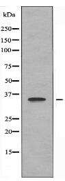 OR3A2 Antibody