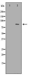 TLE1 Antibody