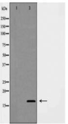 COX IV antibody