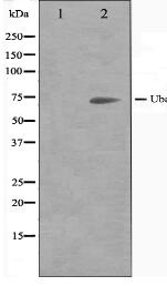 Uba2 Antibody