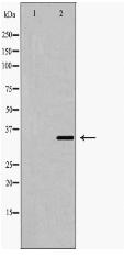 Fra 2 Antibody