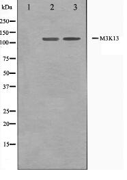 M3K13 Antibody