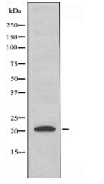 MRPL41 Antibody