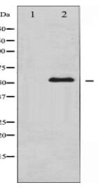 Chk1 Antibody