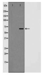 Caveolin 2 Antibody