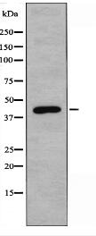 IRX1 Antibody