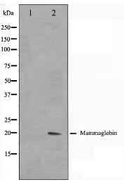 Mammaglobin Antibody