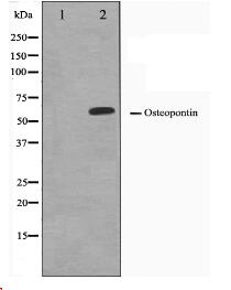 Osteopontin Antibody