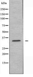 MED27 Antibody