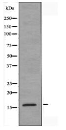 MRPS18C Antibody