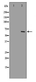 p65 Antibody