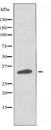 OR2H2 Antibody