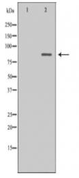 MAD1L1 Antibody