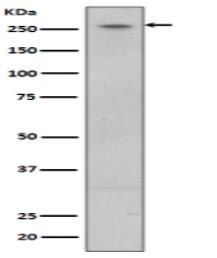 LRRK2 Antibody