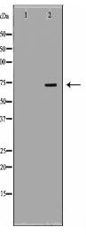 TBRG4 Antibody