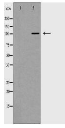 PMS1 Antibody