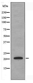 RhoH Antibody