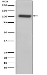 PSMA Antibody