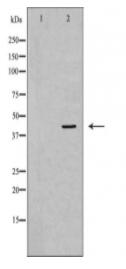 MAPK1 Antibody