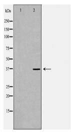 RNF2 Antibody